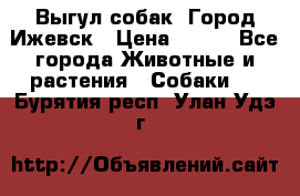 Выгул собак. Город Ижевск › Цена ­ 150 - Все города Животные и растения » Собаки   . Бурятия респ.,Улан-Удэ г.